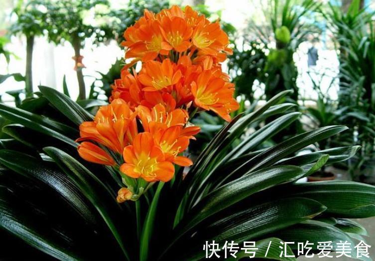 植株|11月君子兰出现“3征兆”，及时做好养护，快速上箭开花丰满