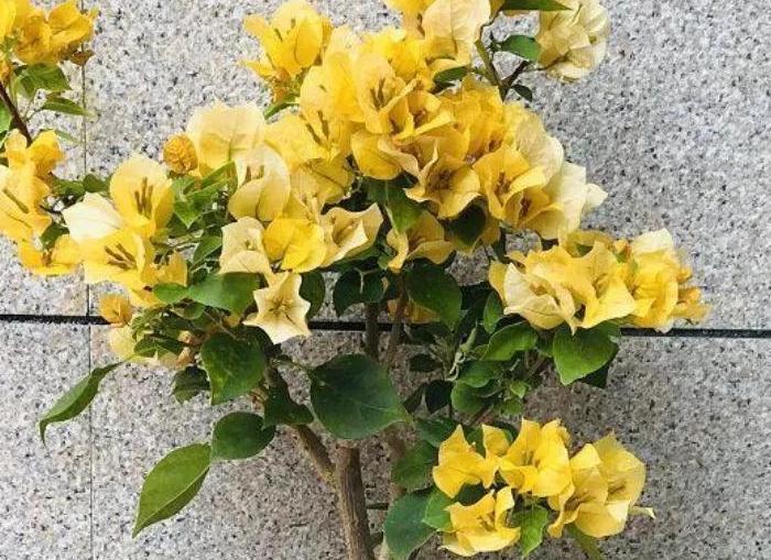 三角梅有6怕,做错了光长叶子不开花,避开了花开满枝