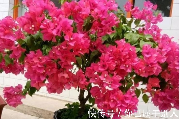 绿叶樱花|4种便宜又好养的花，名字好听，开更美，开花漂亮上档次！