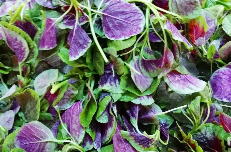 长寿菜|好吃又补血的长寿菜，改良后的品种，更容易种了，赶紧试试