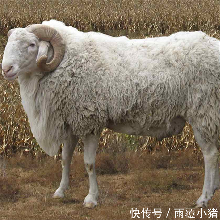 羊羊羊|“羊羊羊”到了42岁，尤其是1979年的，一定要花一分钟好好看看！
