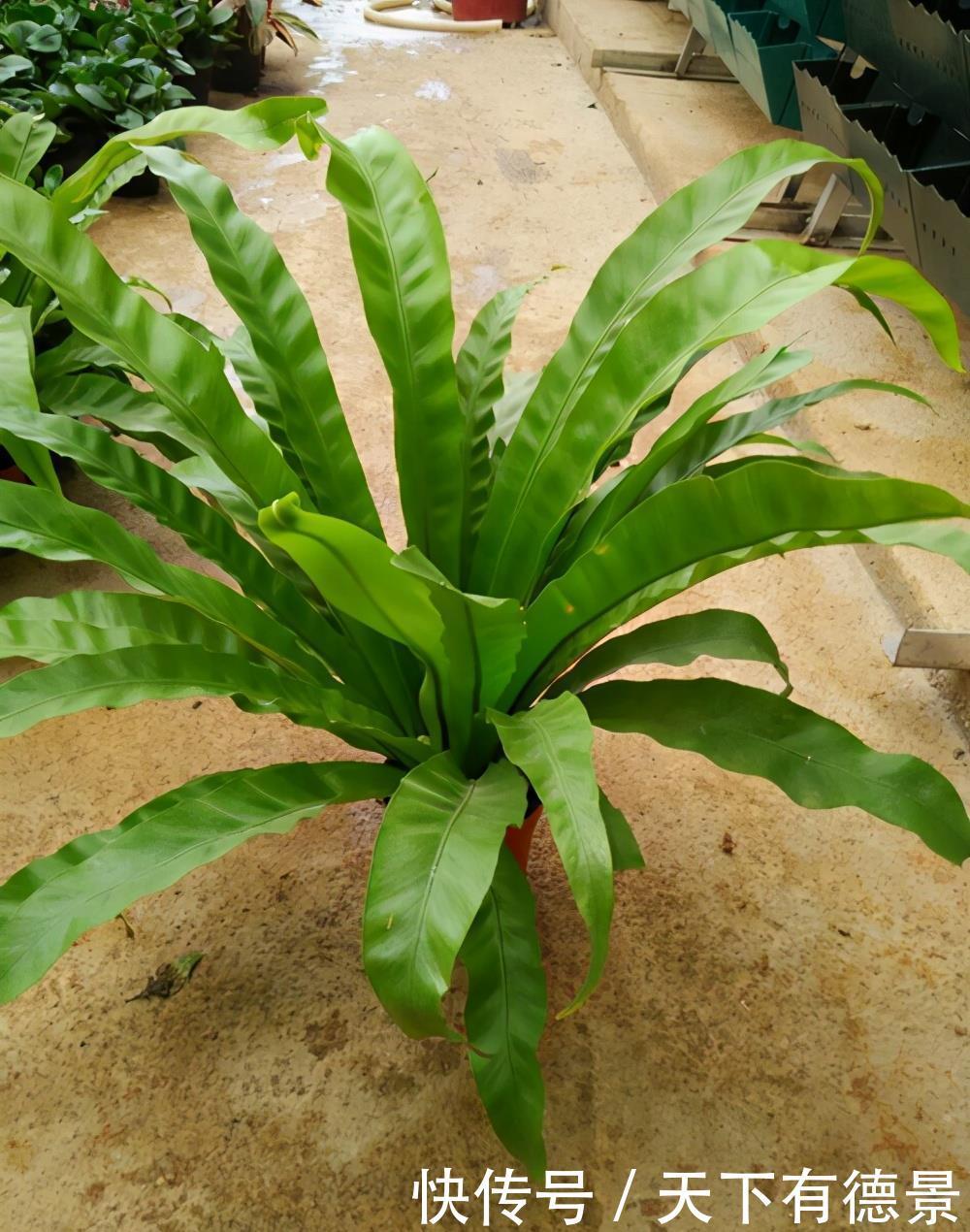 适合卫生间生长的植物,推荐6种好养的给你,它们有什么特点呢?