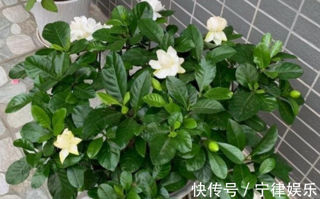 水溶液|3种花爱喝“酸水”,1个月浇一次,叶子绿油油