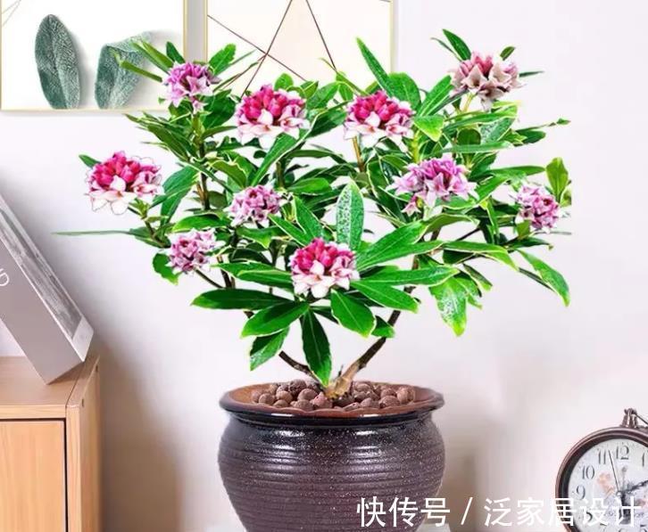 花卉|此花太好看了，真正的“花叶俱美”，现在养起来是真合适