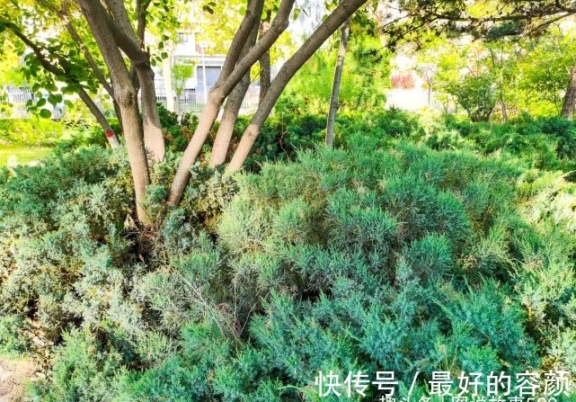 扁柏|旅行识花,它开花像花又似果,墓地陵园最多却少有人见过它