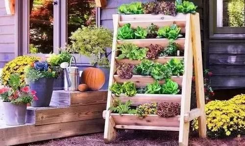 家里空间小，养花学着这么“省地”，再多盆栽都放得下