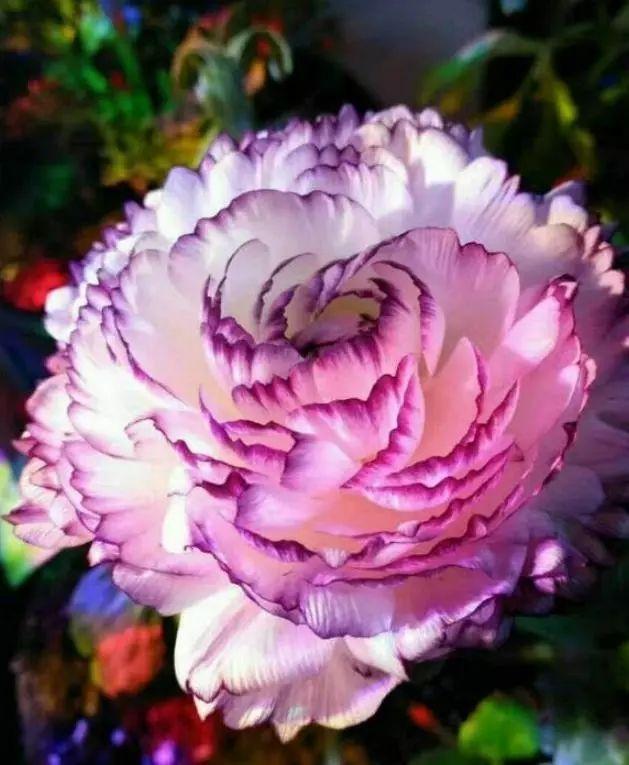 似牡丹,价格低,丢土里就能活,寒冬也能繁花似锦