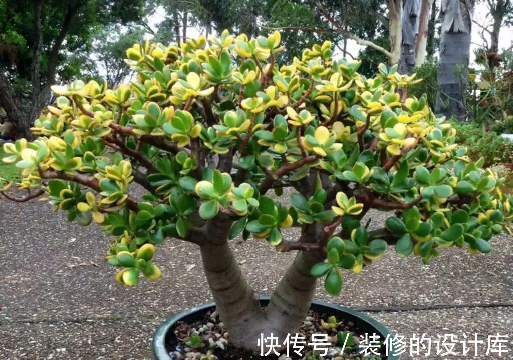 叶片|4种漂亮花,适合“穷养”,用小盆多晒晒,长得更好看