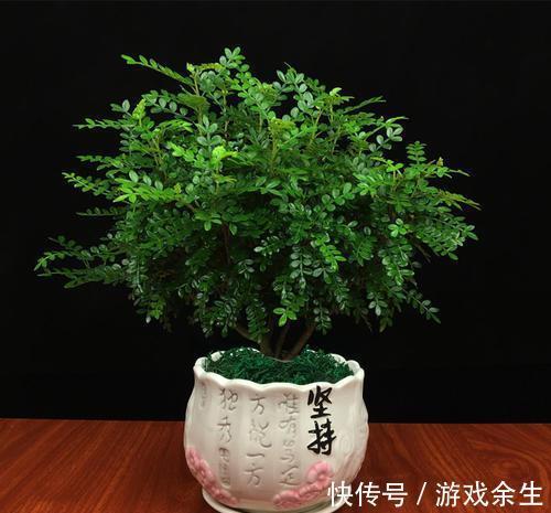 3种“小盆景”能香几十年,客厅养一盆,小巧高雅,富贵不俗