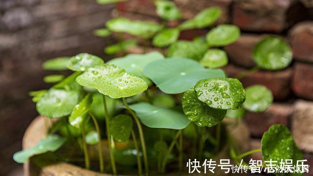 厌氧菌|5种“药”,过期也不要扔,兑水浇花,保花不生“虫和病”