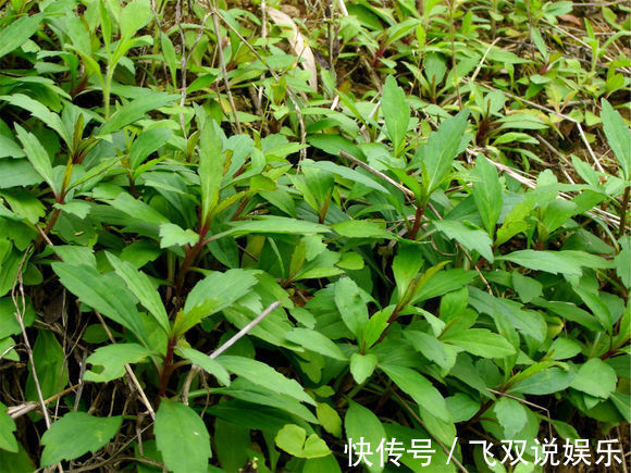 功效|农村这种喂猪的野草,能防癌抗癌,清热解毒,凉血止血,你认识吗