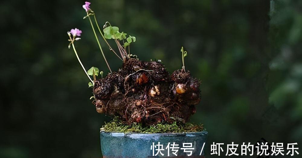 路边不起眼的三叶草,按照基础4招走,轻松养出草本老桩