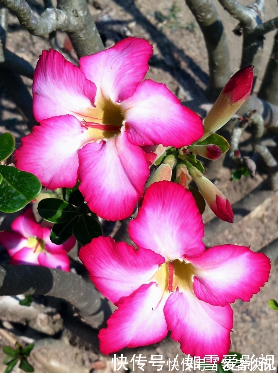 养这几种花太省事了，放在阳台晒太阳，少浇水还能开花