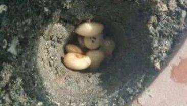 绿萝|盆底埋点“它”,绿萝、君子兰疯长如“杂草”,叶大如掌花爆满盆