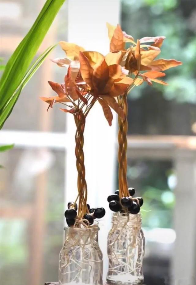 丢一把种子到水里,7天冒出小森林,越热越长个!绿植盆栽不用买