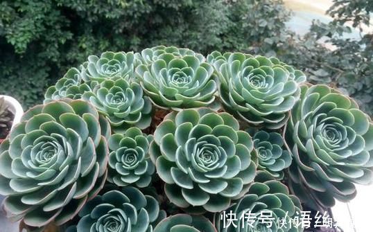福娘|新人肉友慎入的这几款多肉,你了解多少,知道为什么吗?
