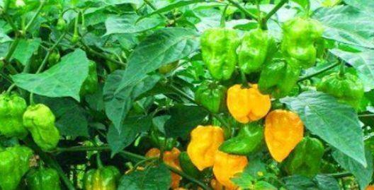 排毒养颜|女性担心自己老太快,要坚持吃的食物,美容养颜、养护血管