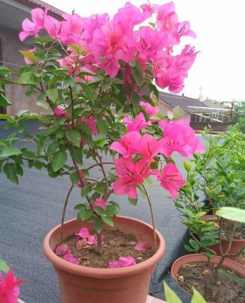 这两种花开过了,抓紧时间剪一剪,再等两个月又能开花