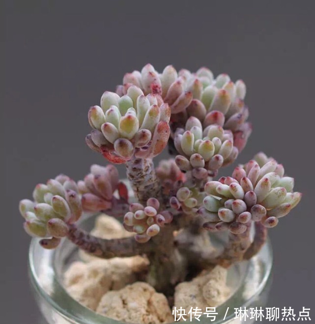 蓝豆|6种越晒越香的多肉植物!