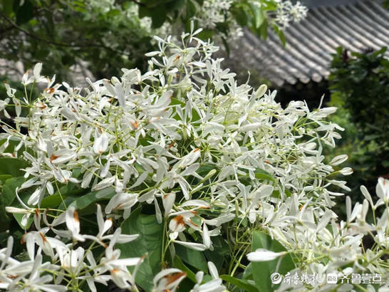 崂山：百年流苏花盛放，花浓如云，馨香四溢