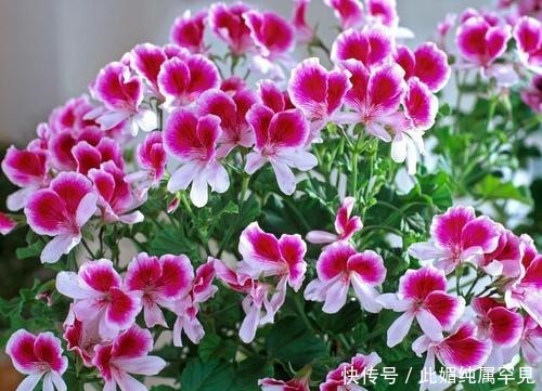 老花农养了3年天竺葵,春天多做三件事,阳台轻松变花园