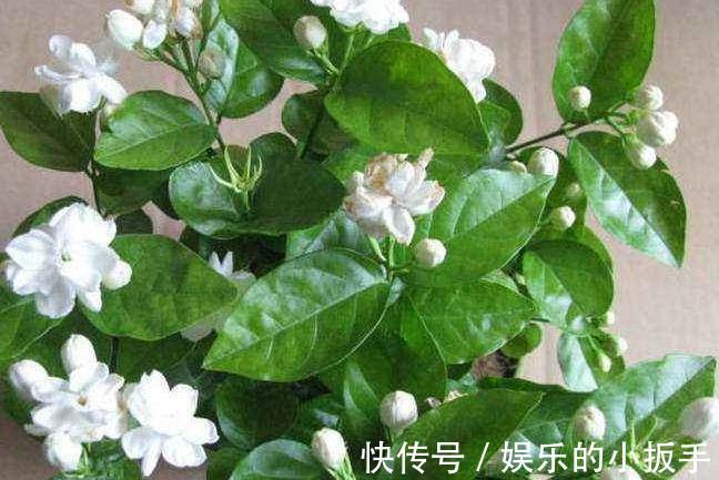 养茉莉,做好3点,叶片绿油油,开花翻几倍,快试试吧
