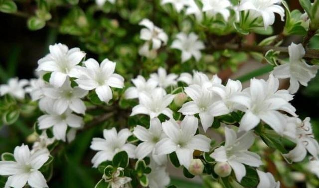 喜欢盆景就养它,1个枝能扦插,6月开花多又美,美过金枝玉叶