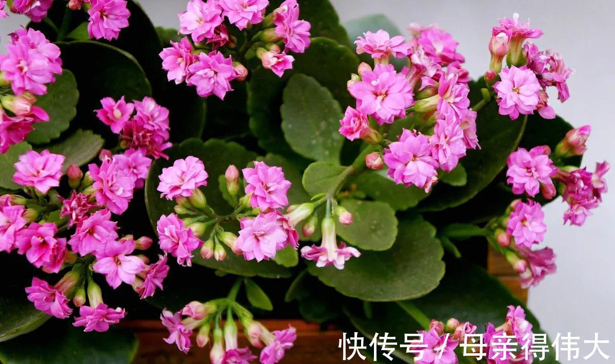 花友|喜欢红色长寿花,就养这3种,红火喜庆寓意好,很适合做年宵花