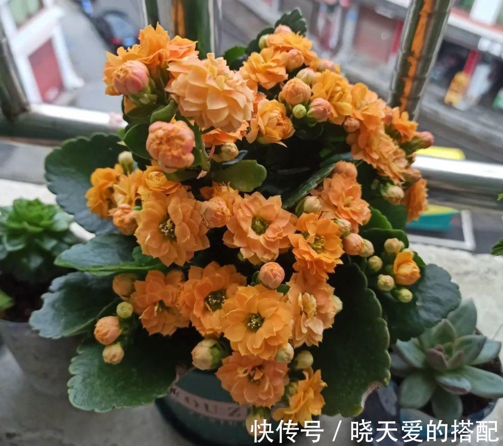 适合十月养的“14种花”，成活率高，能早日开花，喜欢别错过