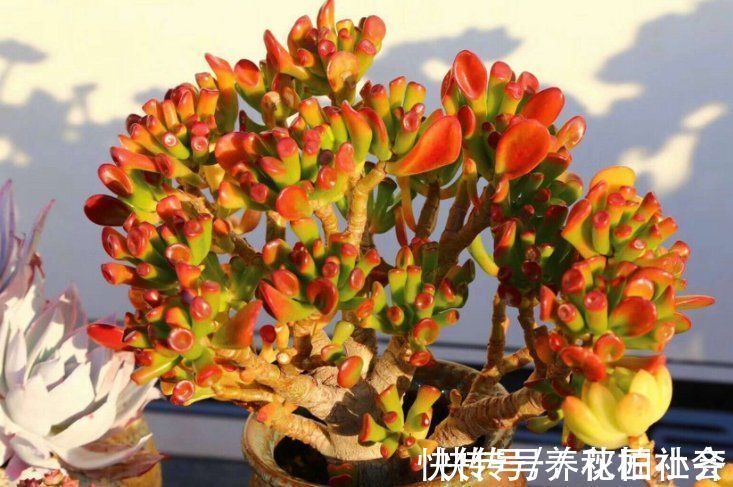 9种“吉祥树”,适合家里养,富贵大气上档次,好养寓意好