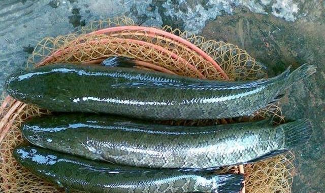 粗暴|说了别不信，这套诱钓黑鱼的手段，简单又粗暴，老钓手连连称赞