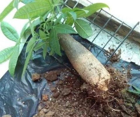 快死的发财树，茉莉花怎么办，学会此样做，轻松让它起死回生