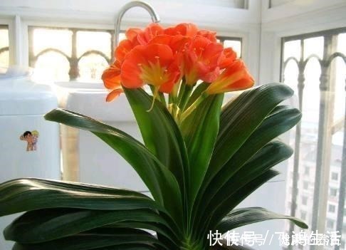 宁旱|给君子兰浇水坚持三个原则,杜绝烂根黄叶,生机勃勃,新叶猛长!