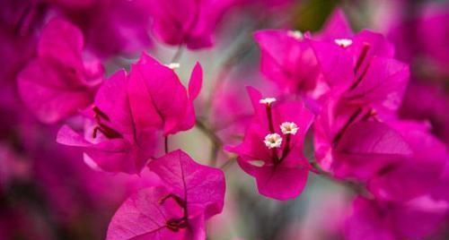 家家都有的3种垃圾，用来养花，枝叶油绿，开花爆盆！