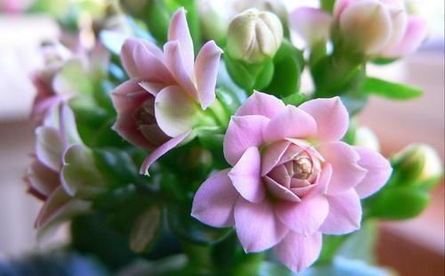 满枝|最厉害的养花营养液给长寿花喝一勺,猛长新叶,花开满枝