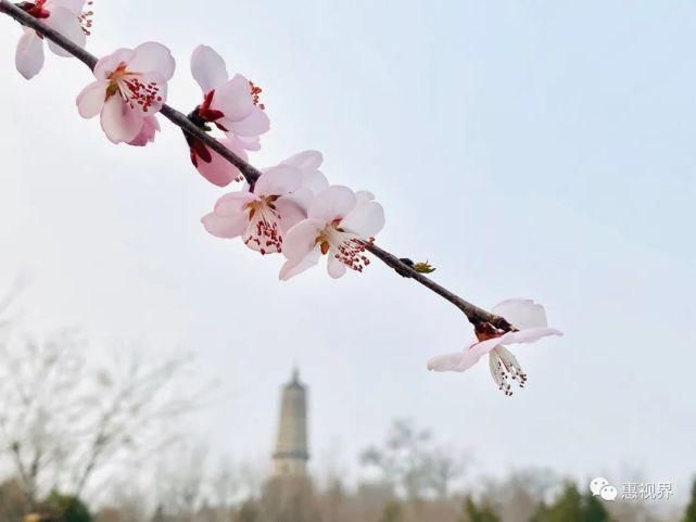 春花春雪春雨绝美春色，这样的易县，你见过吗？春分限定，速度