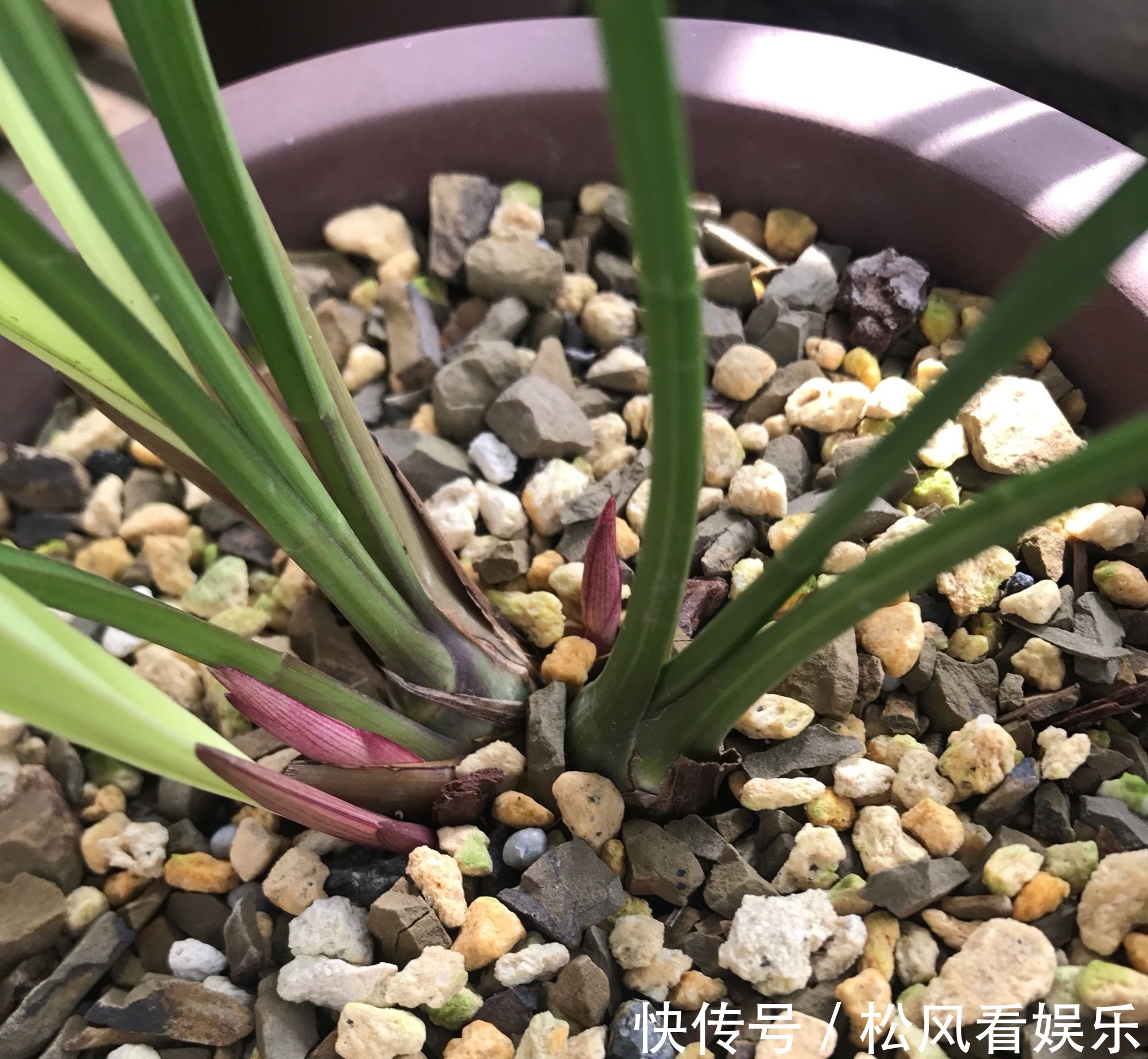 养兰花要注意秋老虎，一不小心根部就发黑，发黑原因和解决方法