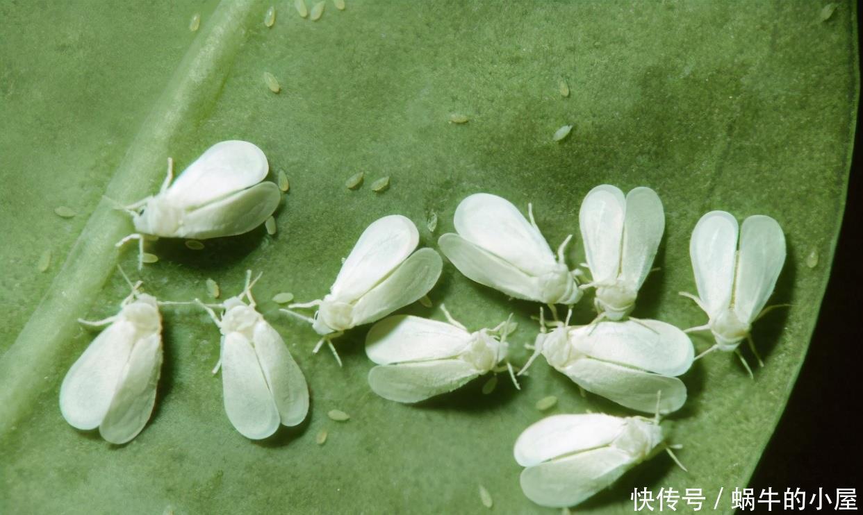 春天养花三种虫子难杀死，掌握它们的“消灭诀窍”，才能彻底杜绝