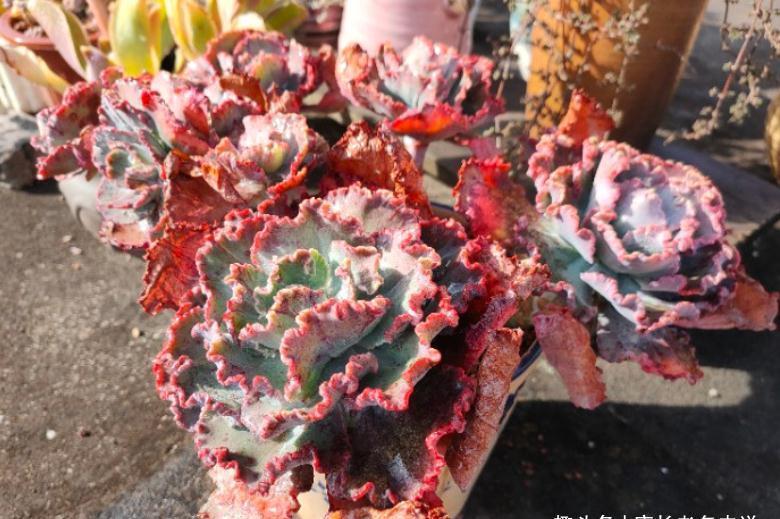 环境不好养多肉用大盆?是想一年四季对着一片“青菜”?快换盆吧