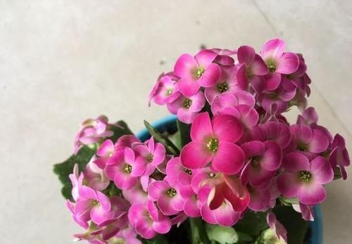 我养的长寿花长势很好，为什么不见花骨朵？