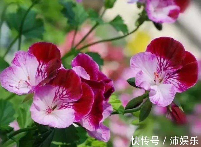 10种天竺葵,花色鲜艳,颜色丰富,每种都超美,你养过几种