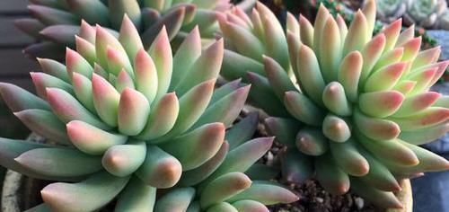 胖娃|多肉干瘪好像小老头?原因有三种,学会了顺利过冬,长成小胖娃!