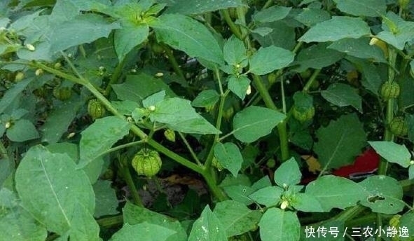 治疗|农村这种野草,是一种珍贵中草药,治疗痔疮效果很明显