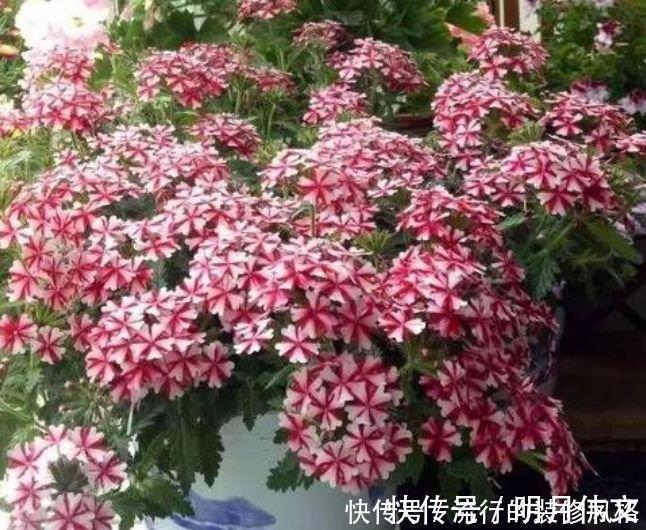 紫罗兰|4种花很适合阳台养，花香四溢，花朵烂漫迷人，开花一簇簇4