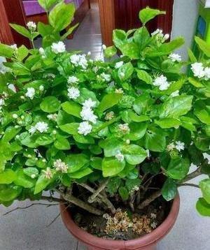 茉莉花“虚弱”的3个阶段!不能晒!越晒越傻