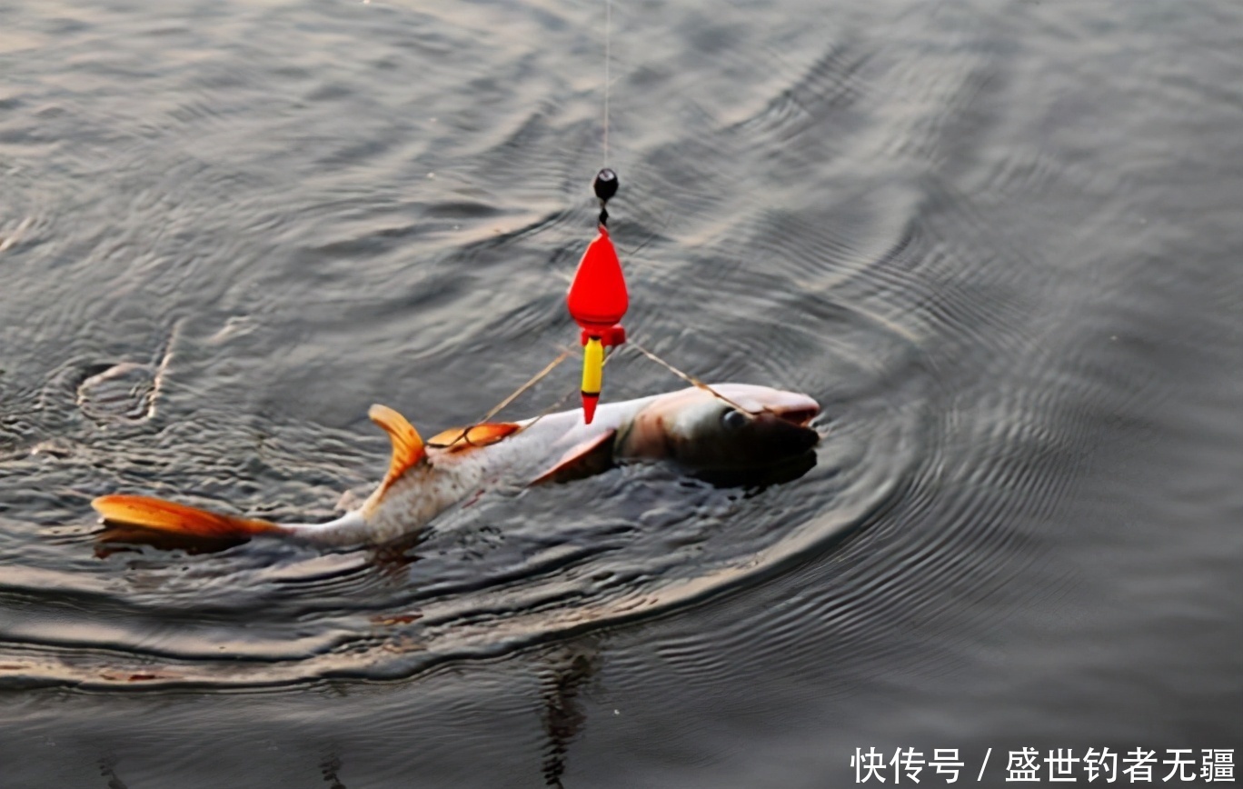 底钓调漂不正确,你到底忽略了那些步骤?——盛世三渔