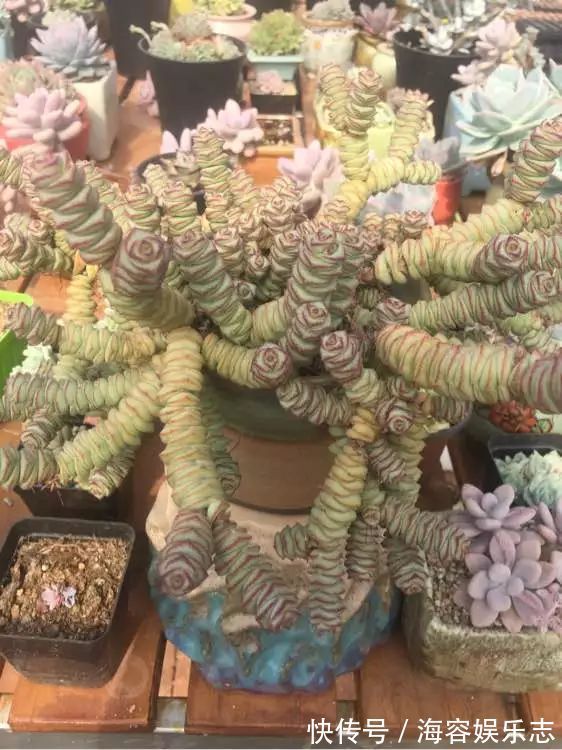 铜钱草|4种名字“有钱”的花，越养越有钱，家家必备！