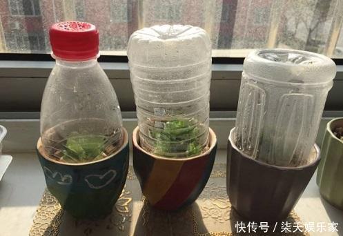 月季|塑料瓶太好用了!扦插月季、叶插多肉,都能派上用场