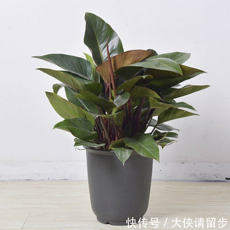 “人养花三年,花养人一生!”家居盆花100种,总有几款你喜欢