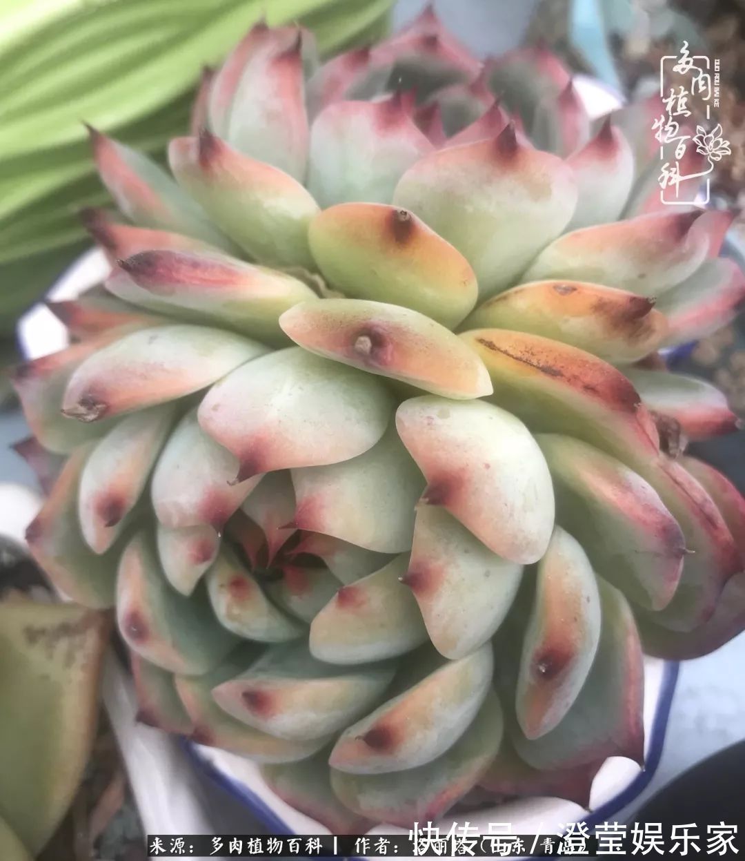 吉娃娃|我和我的“多肉恋人”,怎么样有没有惊艳到你!